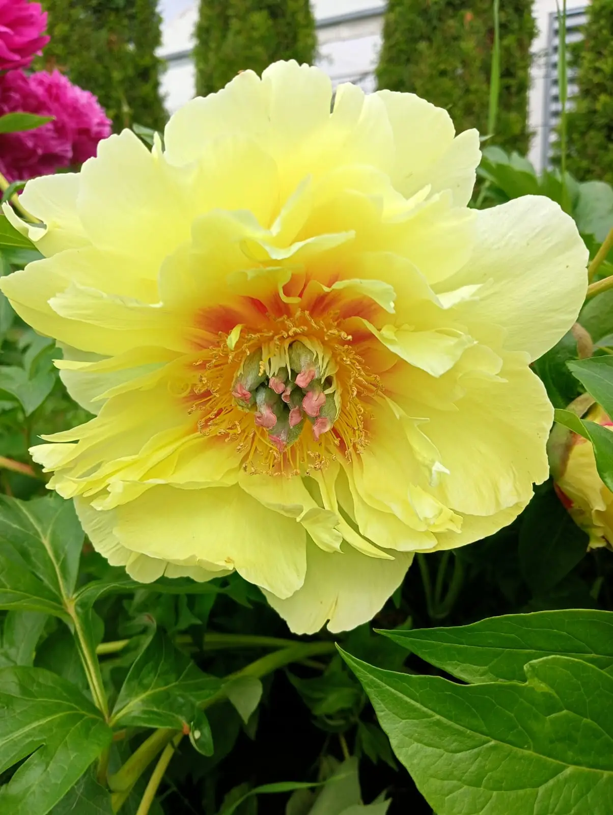 Зображення для новини Реабілітація квітами.