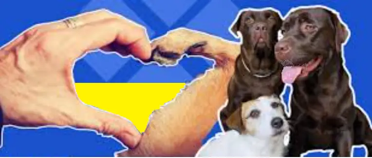 Зображення для новини Незвичні реабілітологи
