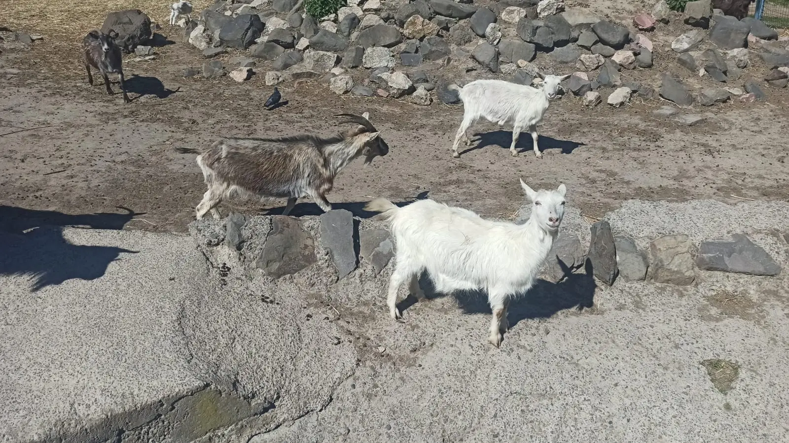 Зображення для новини «Зустріч з природою: як зоопарк став частиною реабілітації військових»