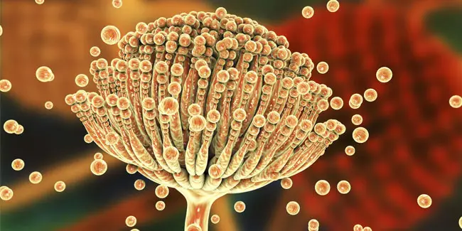 Зображення для новини 1 лютого - Всесвітній день боротьби з аспергільозом