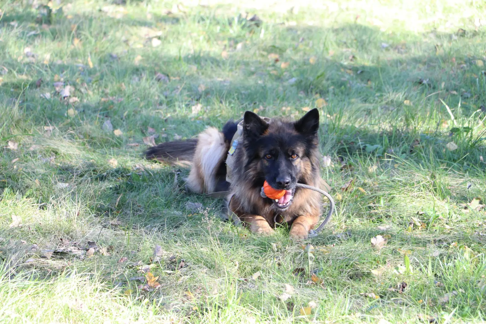 Зображення для новини Каністерапія – це не просто приємне дозвілля, а ефективний метод лікування