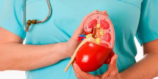 Зображення для новини 27 березня - День нефролога