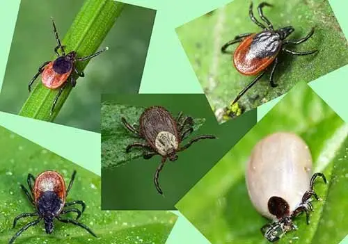 Зображення для новини УВАГА КЛІЩІ!