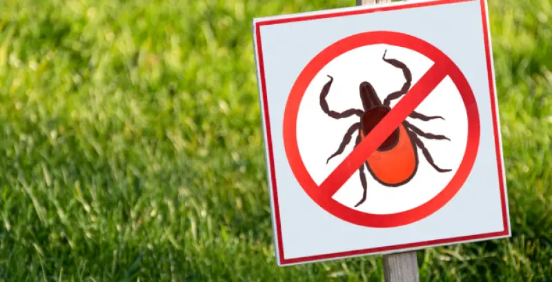 Зображення для новини Обережно - кліщі! Як захиститися від укусів кліщів?