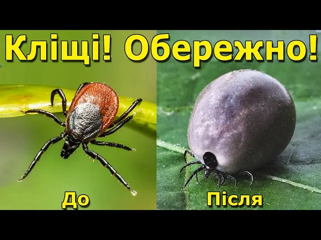 Зображення для новини Безпека на службі та відпочинку: профілактика укусів кліщів, поради від лікарів ДУ «ТМО МВС України по Івано-Франківській області»